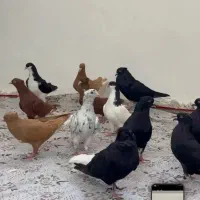 کبوتر رنگی دمبی دم‌ سفید
