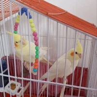 عروس هلندی نر و ماده