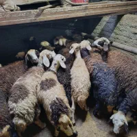 بره افشاری