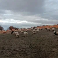 فروش گوسفند. نر و ماده