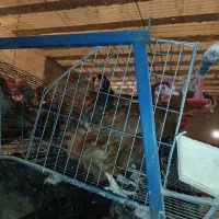 نیمچه مرغ و مرغ تخمگذار گلپایگانی اصلاح نژاد