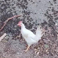 خروس 5ماهه