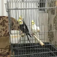 عروس هلندی مولد