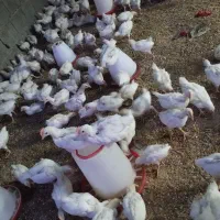 جوجه مرغ گوشتی