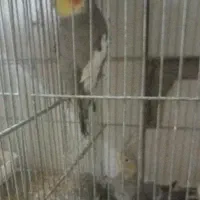 عروس هلندی