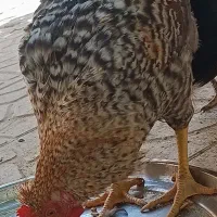 خروس محلی جوان