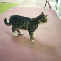 گربه گمشده ، بدنش زخمه باید درمانشو ادامه بده