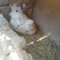 سه عدد مرغ گلین و ۴عدد کبوتر