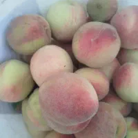 هلو شیرین درجه یک