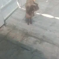 یک عدد بز چهار ماهع نر