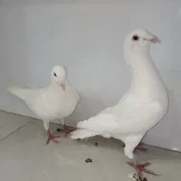تعدادی نر گردن کلفت پریده
