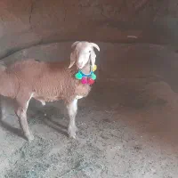 سالم
