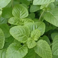 سبزی مخصوص گیلان