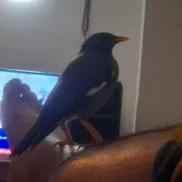 میناسخنگو نر