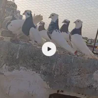 دس کفتری رنگی