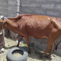 گاو