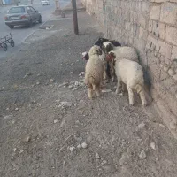 گوسفند وبره