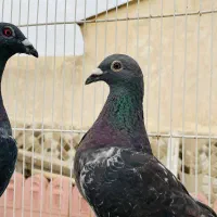 کفتر جفت پلاکی چاپی