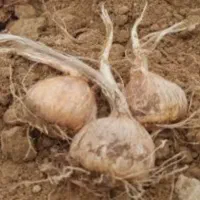 پیاز زعفران گلخانه ای