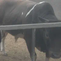 گیلک چاق