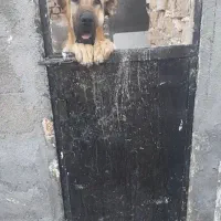 سگ سگ