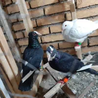 کفتر جفت میناسیاه کرمونی کاکلی
