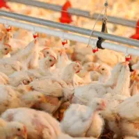 مرغ اکبر جوجه ی ارگانیک