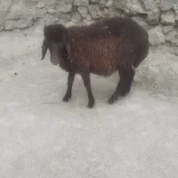 فروش‌بره‌نر‌برای‌قربانی