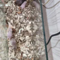 همستر|موش و خرگوش|سنندج, |دیوار