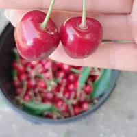 گیلاس