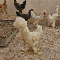 تعدادی مرغ و خروس سلطان عثمانی