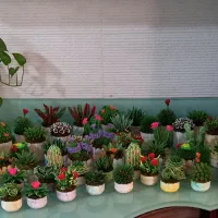 کاکتوسهای مصنوعی ساخته شده با خمیر ایتالیایی