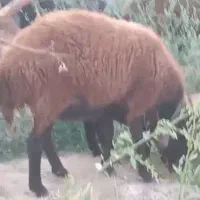 شیشک  درجه یک