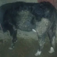 تلیسه اول شکم