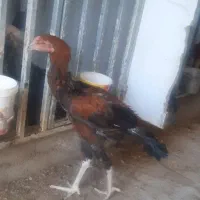 خروس لاری نژاد دار