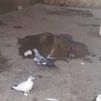 دوستان نرغریب گیرمال هرعزیزی هست بیادببره|حیوانات|نهاوند, |دیوار