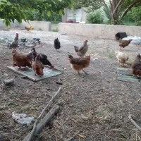 مرغ تخم گذار