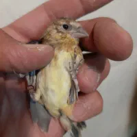 جوجه سهره قناری کال