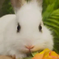 بچه خرگوش اهلی و زیبا و شیطون