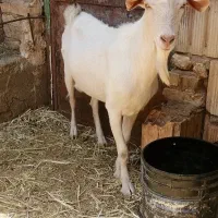 بزغاله سانن