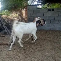 دوعدد بز پاکستانی مایع بلند هیکلی ابستن دوماهه
