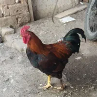 ۳ عدد پرنده