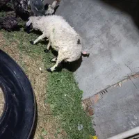 دو عدد میش جمل چاق و سالم