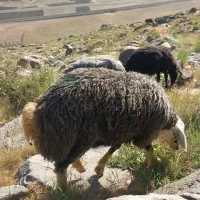 فروش دو راس بره نر کبود عالی ودرجه یک برا قوچی