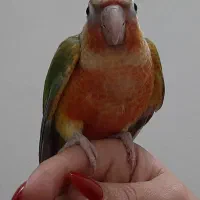 گرینچک