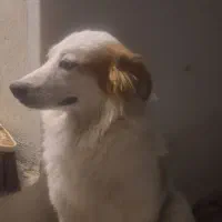 واگزاری سگ نژاد گلد ماده