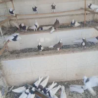 کفبوتر طوقی
