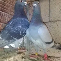 کفتر فروشی