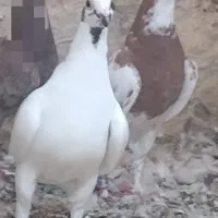 دوتا جوانه