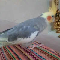 عروس هلندی نر